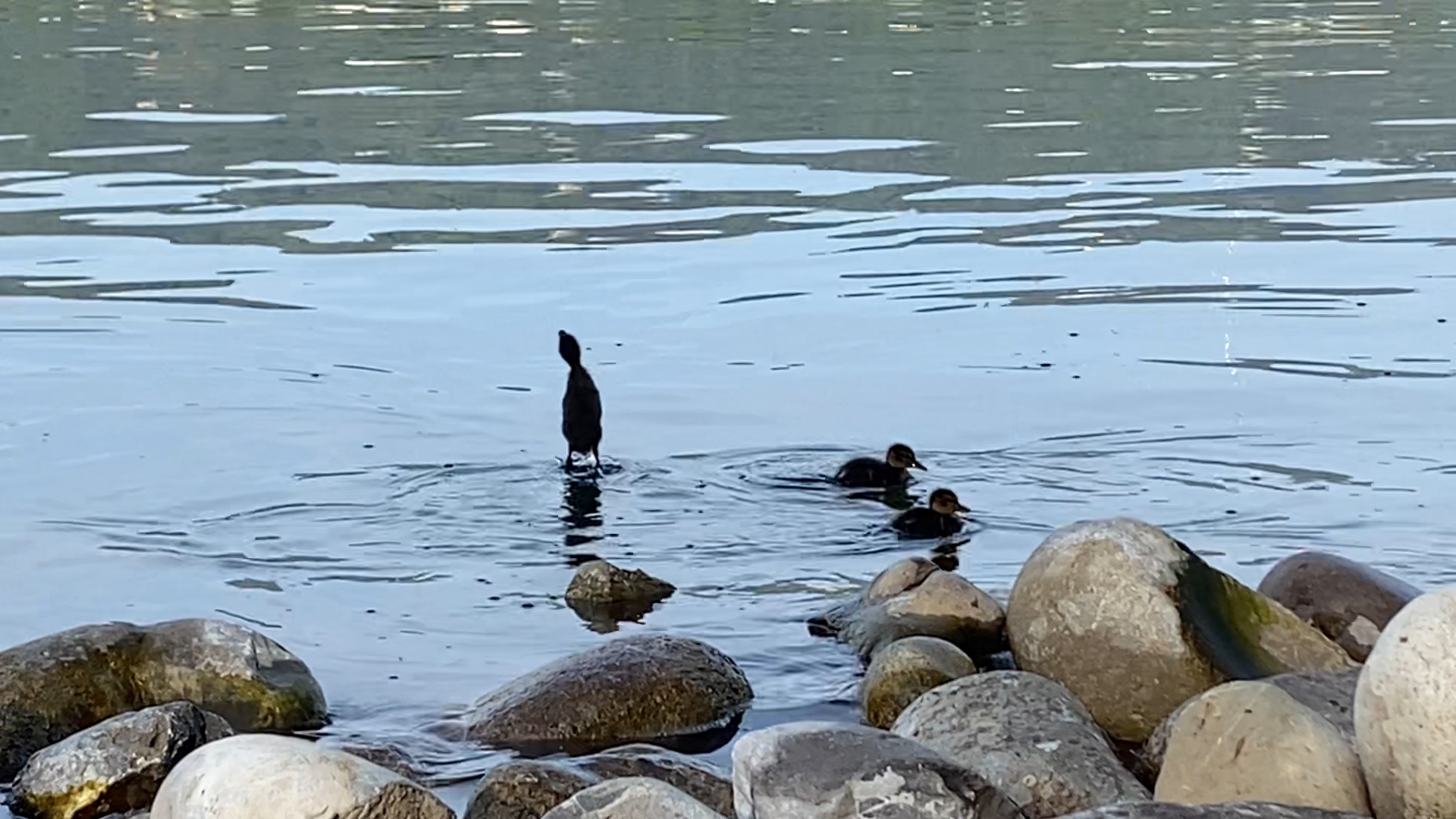 Ducklings feeding on flies near the waters edge on Lake Zurich. They jump in the water to reach for the flies.